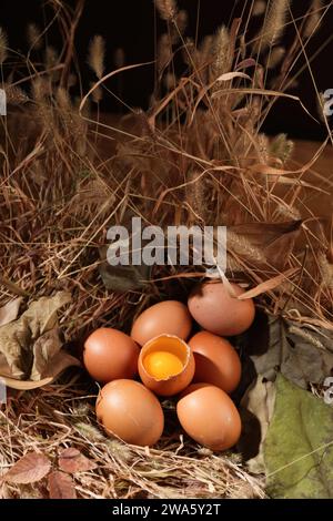 Adorable eggs, funny eggs, taken in studio, high quality images Stock Photo