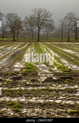 flooded farmland in Gelderland, Holland Stock Photo