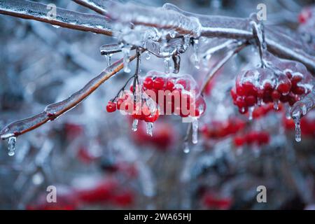 Red viburnum berries frozen by the first frosts in December. Viburnum fruits covered with ice and frost. Winter berries with vitamins Stock Photo