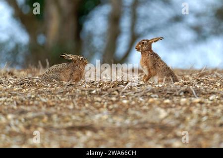 Pair of Brown Hares- Lepus europaeus in a field. Stock Photo