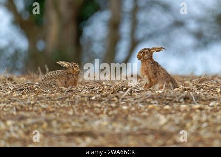 Pair of Brown Hares- Lepus europaeus in a field. Stock Photo