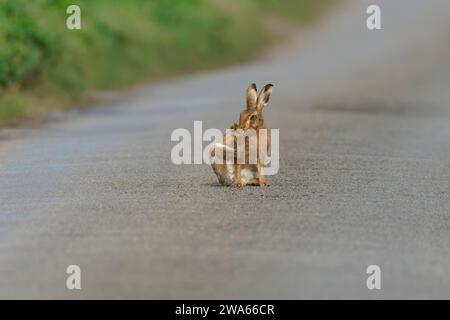 Brown  Hare- Lepus europaeus cleans it paws after a boxing match. Stock Photo