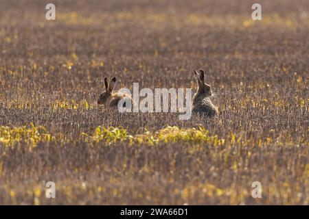 Pair of Brown Hares- Lepus europaeus in a field at sunrise. Stock Photo