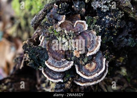 Tree Fungus with Lichen on Tree Trunk Stock Photo