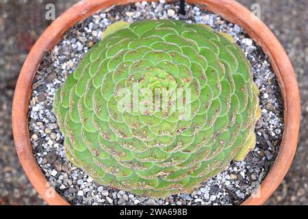 Flat topped Aeonium tabuliforme, or Dinner plate Aeonium growing in pot in UK glasshouse September Stock Photo