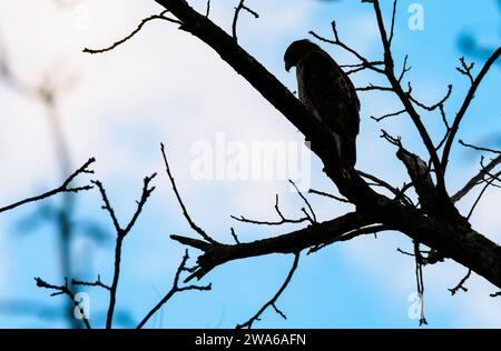 Red-tailed hawked perched on a tree silhouetted against the blue evening sky Stock Photo