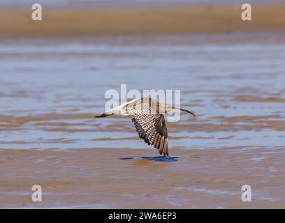 Eurasian curlew Numenius arquata, in flight over tidal sand, Cleveland, England, UK, September. Stock Photo