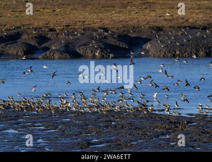 European golden-plover Pluvialis apricaria and Northern lapwing Vanellus vanellus, flock alighting and resting on mudflats in a tidal creek, Teesmouth Stock Photo