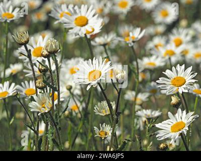 massed yellow & white flowers of wild ox-eye daisies (Leucanthemum vulgare) growing in a meadow in Cumbria, England, UK Stock Photo