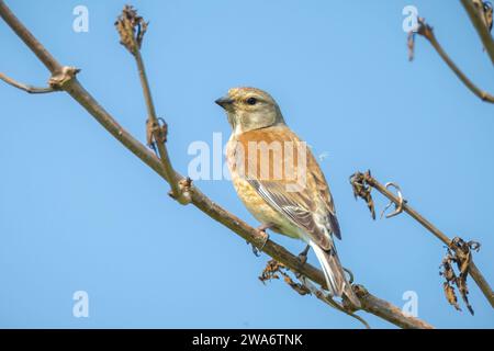 Closeup portrait of a Linnet female bird, Carduelis cannabina, display and searching for a mate during Spring season. Singing in the early morning sun Stock Photo