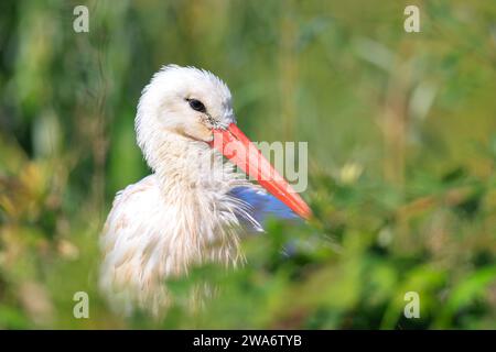 Closeup portrait of a Stork bird, Ciconia ciconia, on a nest in a green habitat Stock Photo