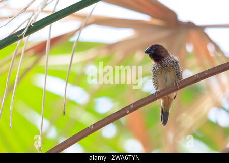 Closeup of a scaly-breasted munia or spotted munia, Lonchura punctulata, also known as nutmeg mannikin or spice finch Stock Photo