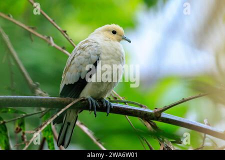 Closeup of a pied imperial pigeon, Ducula bicolor, perched in a rainforest Stock Photo