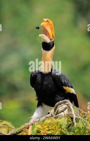 Closeup portrait of a Great hornbil, great Indian hornbill or great pied hornbill, Buceros bicornis, bird in a green forest habitat. Stock Photo