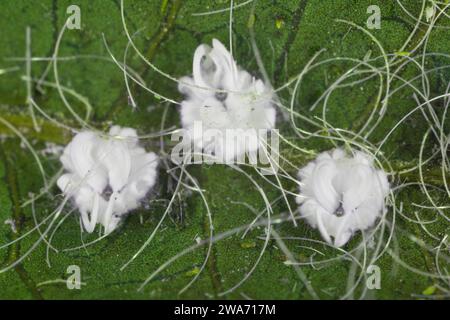 Aleurodicus dispersus, the spiralling whitefly, is a species of small, white sap-sucking insect, a true bug in the order Hemiptera. Larvae. Stock Photo