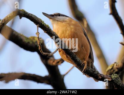 Eurasian nuthatch, wood nuthatch, Kleiber, Spechtmeise, Sittelle torchepot, Sitta europaea, csuszka, Budapest, Hungary, Magyarország, Europe Stock Photo