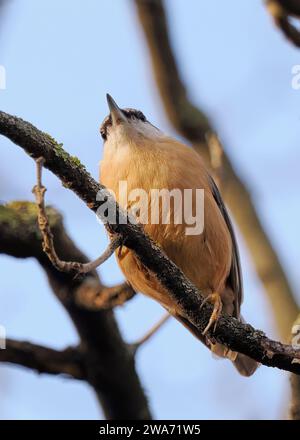 Eurasian nuthatch, wood nuthatch, Kleiber, Spechtmeise, Sittelle torchepot, Sitta europaea, csuszka, Budapest, Hungary, Magyarország, Europe Stock Photo