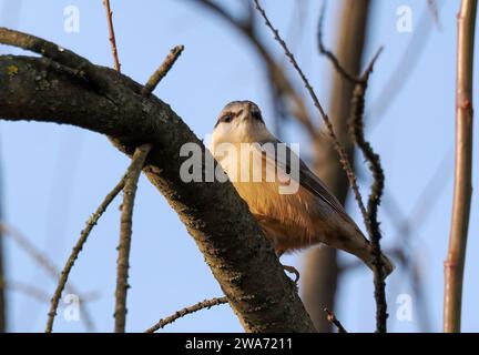 Eurasian nuthatch, wood nuthatch, Kleiber, Spechtmeise, Sittelle torchepot, Sitta europaea, csuszka, Budapest, Hungary, Magyarország, Europe Stock Photo