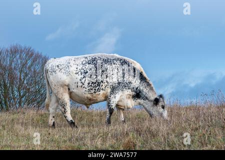 Spotty cow (British white cattle cross) grazing on grassland at a nature reserve in Hampshire, England, UK Stock Photo