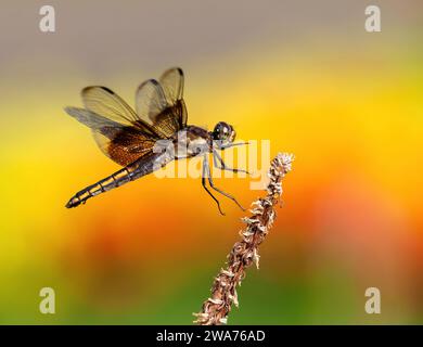 A dragonfly is about to land on its perch, with a soft background of blooming garden flowers in the background. Close up view. Stock Photo
