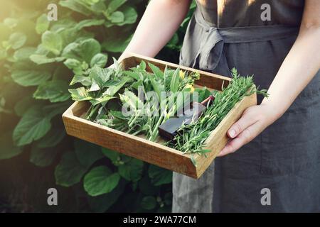 Woman holding in her hands wooden crate filled of medicinal plants.  Herbalist collects healthy herbs on a meadow. Herbalism, alternative herbal medic Stock Photo