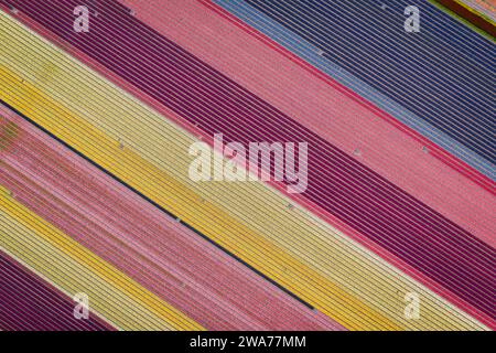 aerial overhead shot of colorful stripes of tulips and hyacinths Stock Photo