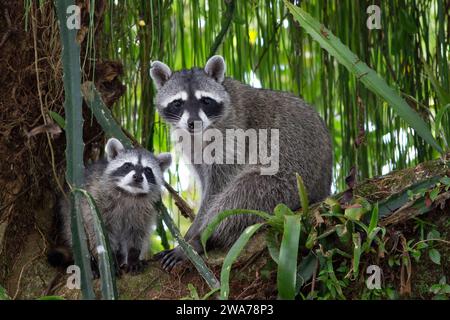 Northern raccoon (Procyon lotor) female with its offspring in a tree. Tortuguero National Park, Costa Rica. Stock Photo