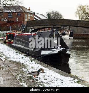 A pair of duck’s waddle towards the canal in Burscough after a rare occurrence of snow happened overnight into Friday the 10th of March 2023. Stock Photo