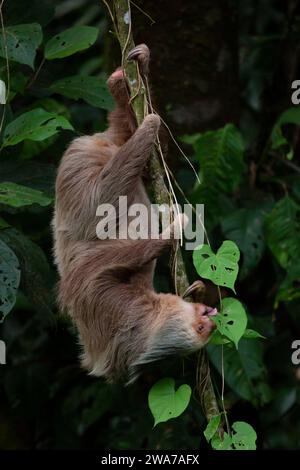 Hoffman’s two-toed sloth (Choloepus hoffmanni) eating leaves. Lowland rainforest, La Selva Biological Station, Sarapiquí, Caribbean slope, Costa Rica. Stock Photo