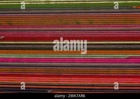 aerial overhead shot of colorful horizontally striped flowers field Stock Photo