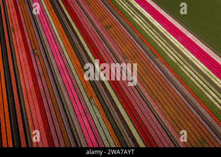 aerial shot of colorful striped tulips field Stock Photo