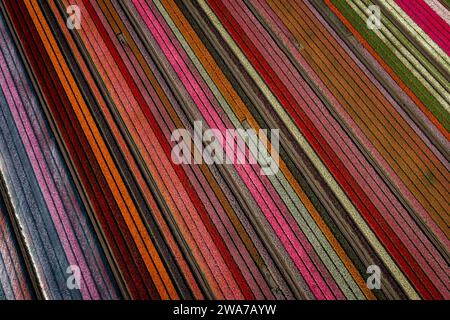 aerial overhead shot of colorful striped tulips field Stock Photo
