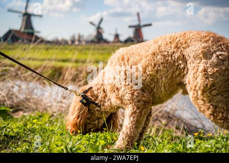 dog on the grass with windmills in the background at zaanse schans Stock Photo