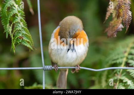 Portrait of a European robin (erithacus rubecula) preening itself Stock Photo
