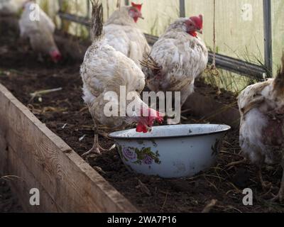 Saved chicken in their new greenhouse home Stock Photo