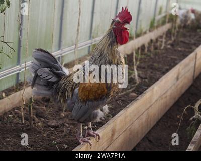 Saved chicken in their new greenhouse home Stock Photo