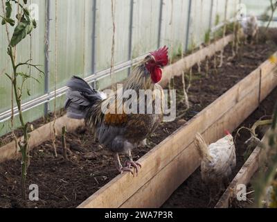 Saved chicken in their new greenhouse home Stock Photo