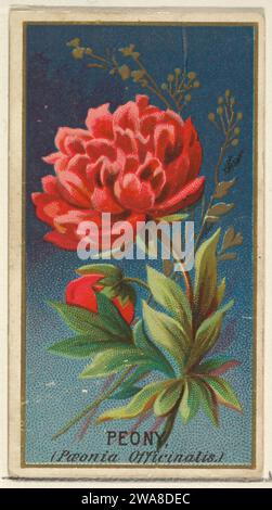 Peony (Paeonia Officinatis), from the Flowers series for Old Judge  Cigarettes 1890 Issued by Goodwin & Company The 