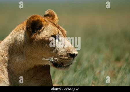 A Female Asian Lion Panthera leo persica is posing and looks to the side Stock Photo