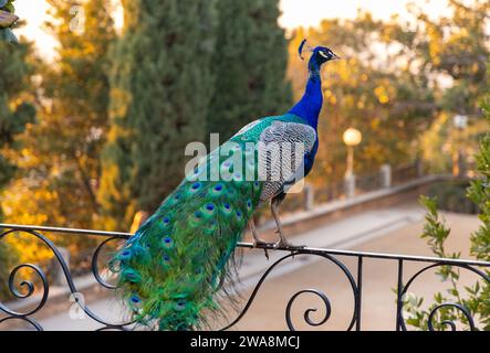 Male peacock standing and  posing gracefully during the sunset enjoying the views at carmen de los martires in Granada Stock Photo