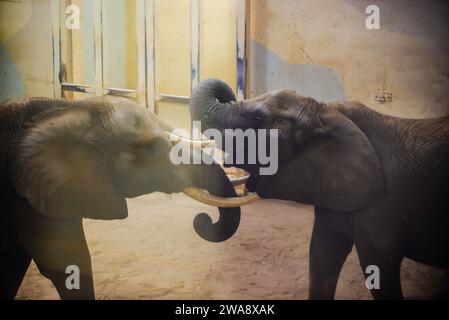 Granby, Quebec - Dec 31 2023: Elephants playing in the winter Granby Zoo Stock Photo