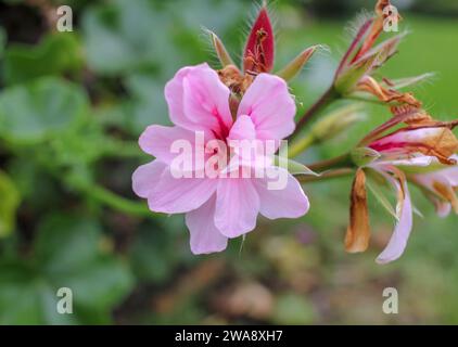 Spring's Arrival: Nature's Resplendent Rebirth Stock Photo - Alamy