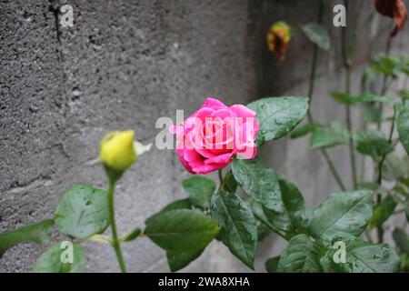 Spring's Arrival: Nature's Resplendent Rebirth Stock Photo - Alamy