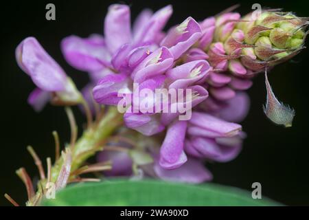 close up shot of the desmodium heterocarpon weed flower. Stock Photo