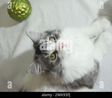 Cute gray fluffy cat plays with Christmas decorations. Adorable kitten lying on white background. Stock Photo