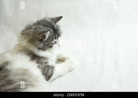 Cute fluffy gray silver cat. Close up photo of lying young domestic kitten on white background with copy space. Stock Photo