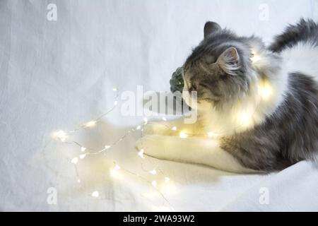 Cute gray fluffy cat plays with Christmas decorations and light shiny garland.Adorable kitten lying on white background. Stock Photo