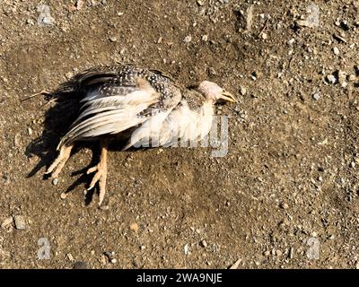 Died keet of guinea fowl laying on the ground Stock Photo
