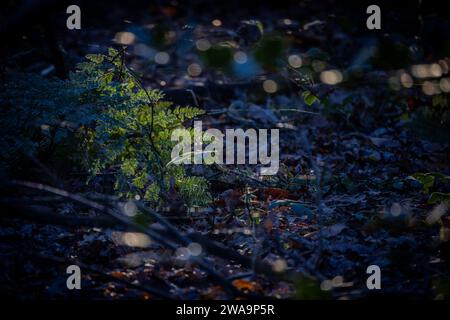 A serene image depicting a fern under the dappled sunlight in a dense forest. The image plays with light and shadow, with the sun breaking through the canopy to spotlight the fern against a dark forest floor littered with leaves and twigs. The bokeh effect created by the sunlight filtering through the leaves adds a dreamy, ethereal quality to the image. The contrast between the illuminated fern and the darker surroundings emphasizes the plant's delicate structure and vibrant green color. Dappled Light on Forest Ferns. High quality photo Stock Photo