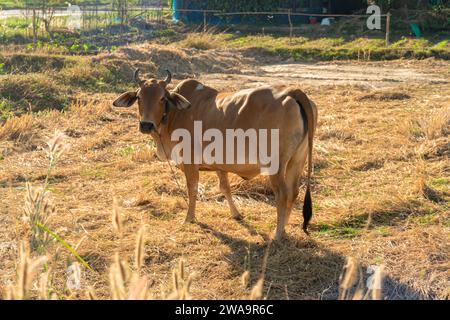 Cows in a grassy field on a bright and sunny day in Thailand. Herd of cows at summer yellow field. Dutch calves in the meadow. Cows on a summer pastur Stock Photo